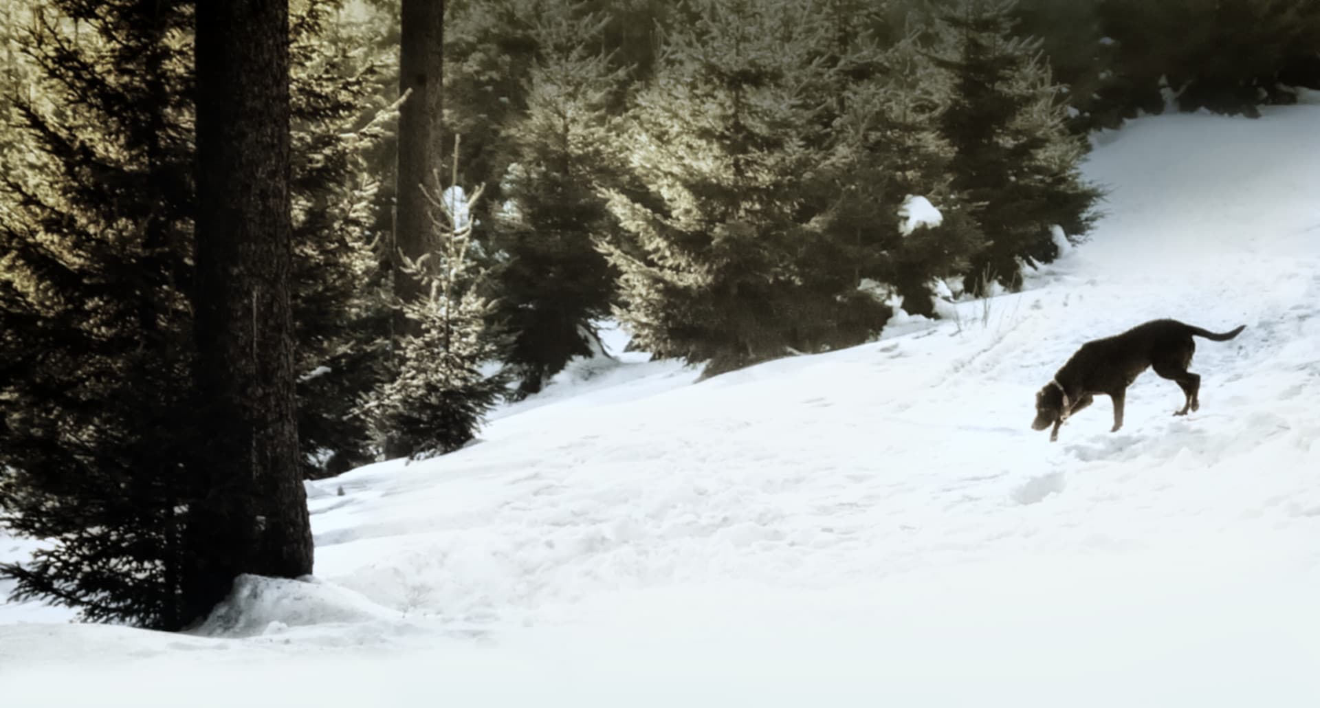 Dog searching in snow