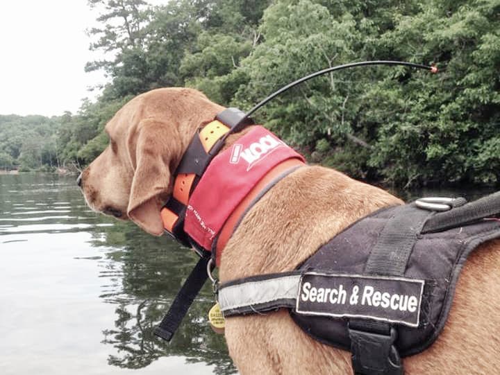 Dog on boat ready to search
